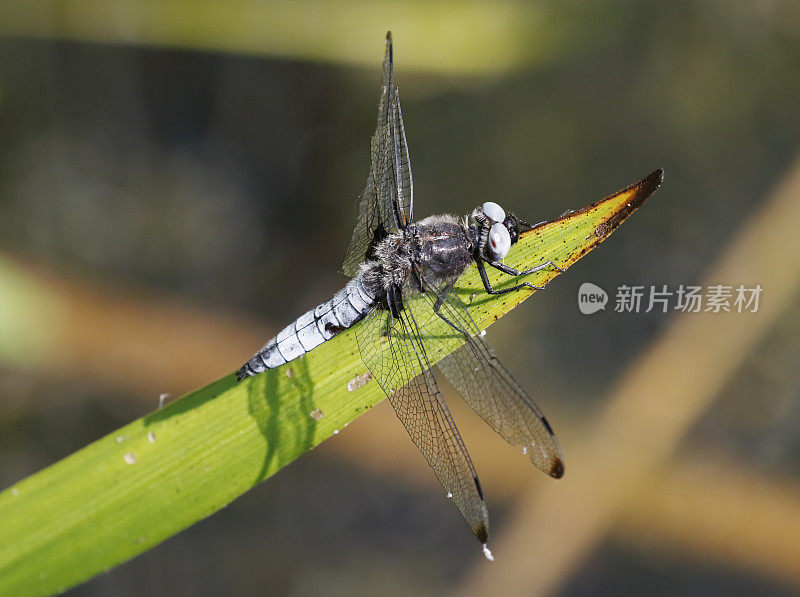 蓝追蜻蜓(Libellula fulva)雄性